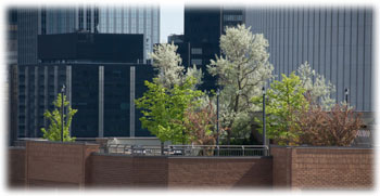 Green Roofs, Milwaukee