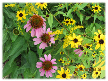 Prairie Restoration, Native Seeding, Kenosha, Wisconsin